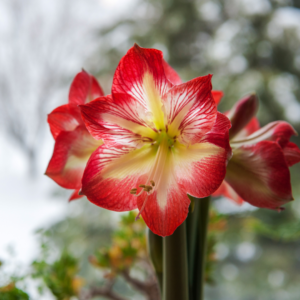 Amaryllis