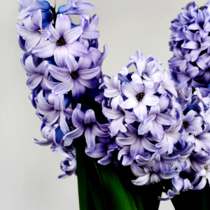 Hyacinths