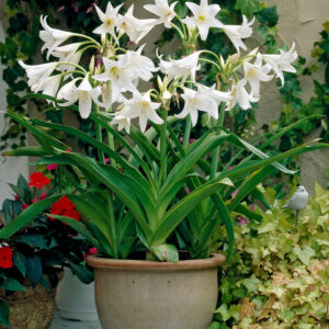 Crinum Powellii "White"