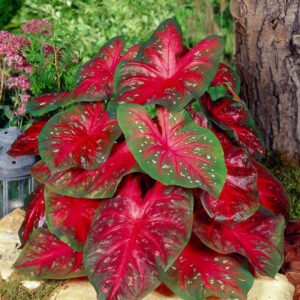 Caladium Red Flash