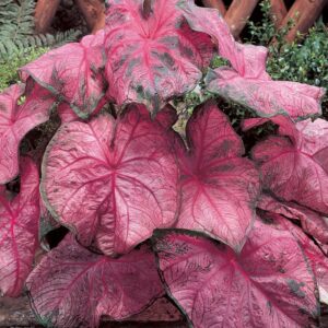 Caladium Fannie Munson