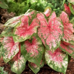 Caladium Fire Chief