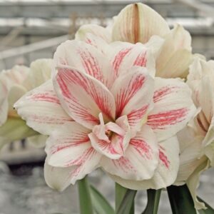 Aquaro (Bulb Size 22/24)– Per Bulb