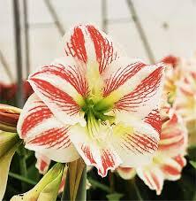 Beautiful Emotion – Soft Pink Amaryllis Bulb (Size 24/26)– Per Bulb