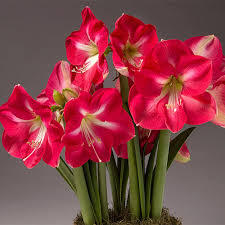 Candy Cream (Queen) – Elegant White Amaryllis Bulb (Size 24/26)- Per Bulb