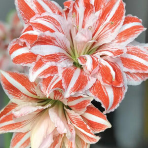 Dancing Queen – Elegant Pink Amaryllis Bulb (Size 24/26)- Per Bulb
