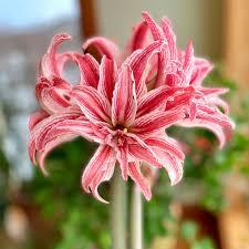 Doublet (Size 22/24)– Compact Double Bloom Amaryllis Bulb - Per Bulb