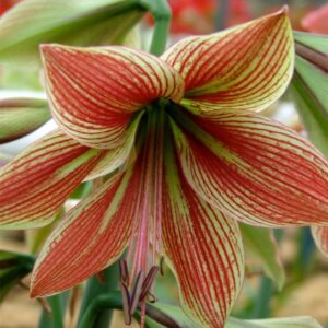 Exotic Star(Size 22/24) – Elegant White and Red Amaryllis Bulb -Per Bulb