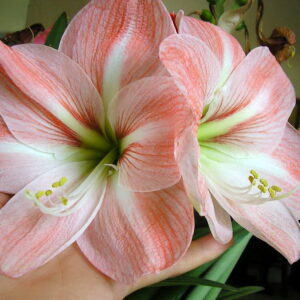 Faro (Size 24/26)– Bright Orange Amaryllis Bulb -Per Bulb