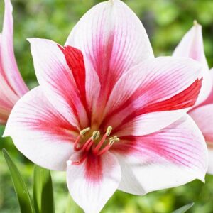 Gervase  (Size 26/28) – Classic Red Amaryllis Bulb-Per Bulb