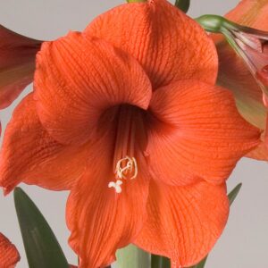Gold Medal  (Size 24/26)– Golden Yellow Amaryllis Bulb-Per Bulb