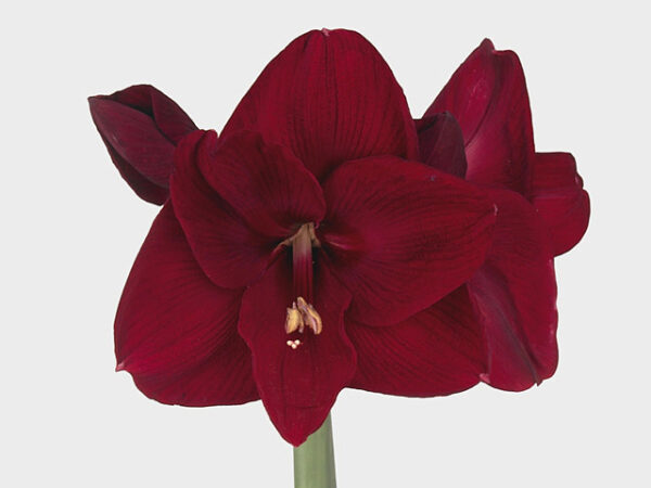 Grand Cru – Deep Red Amaryllis Bulb (Size 24/26) - Per Bulb