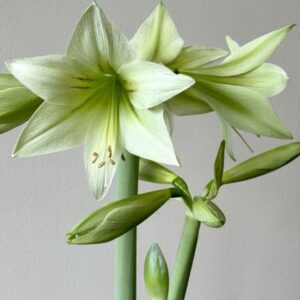 Green Valley – Unique Green-Toned Amaryllis Bulb (Size 24/26) -Per Bulb