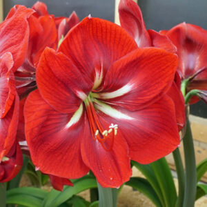 Happy Grandise – Bright Red Amaryllis Bulb (Size 24/26) - Per Bulb