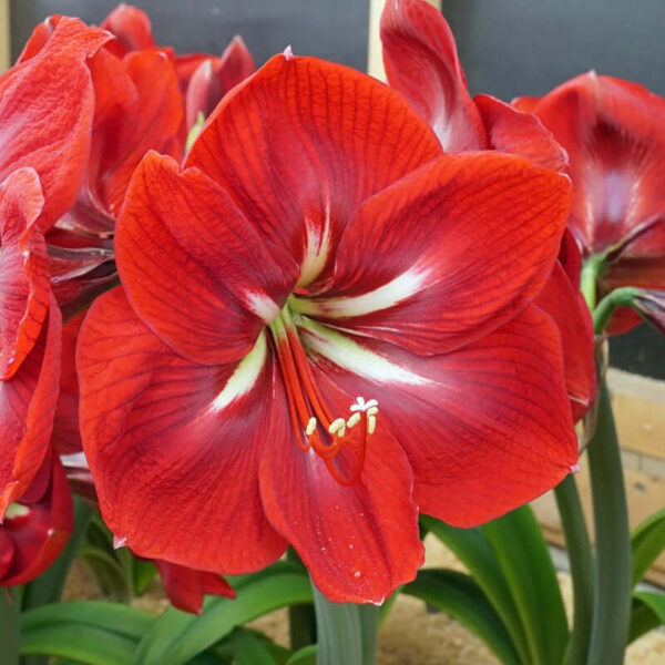 Happy Grandise – Bright Red Amaryllis Bulb (Size 24/26) - Per Bulb