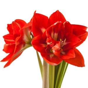 Happy Nymph(Size 24/26) – Coral Pink Double Bloom Amaryllis Bulb-Per Bulb