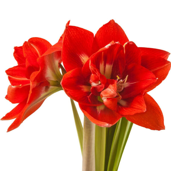 Happy Nymph(Size 24/26) – Coral Pink Double Bloom Amaryllis Bulb-Per Bulb