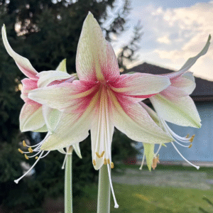 Dance Valley – Striking Pink-Red Amaryllis Bulb (Size 26/28)- Per Bulb