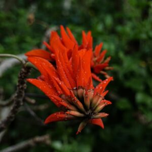 Erythrina