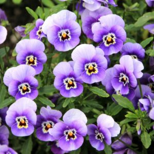 Pansy