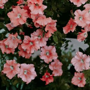 Petunia