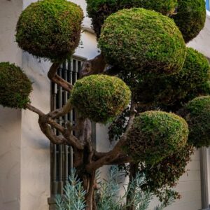 Topiary
