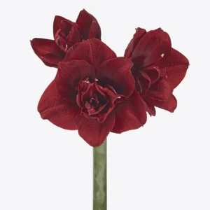 Red Symphony