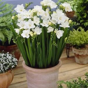 Freesia Double White