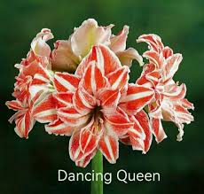 Dancing-Queen