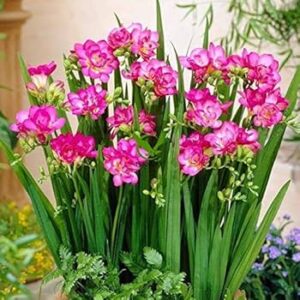 Fareesia Double Pink