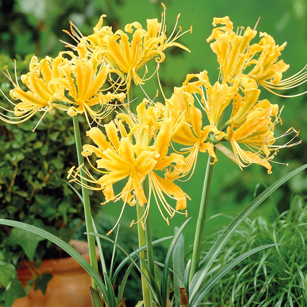 Lycoris Aurea (Yellow Spider Lily)