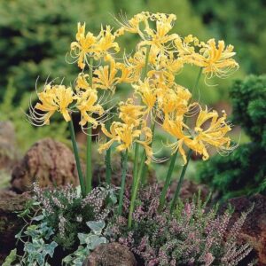Lycoris Aurea ( Yellow Spider Lily)