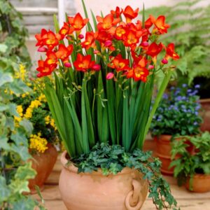 Freesia Double Red
