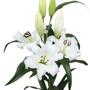 White OT Lily