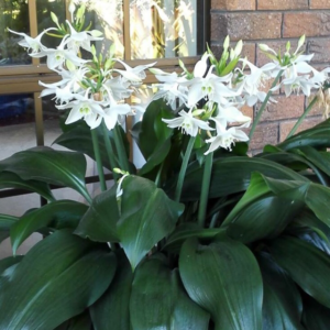 Amazon Lily