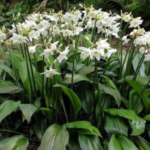 Amazone Lily (Eacharis Amazonica)