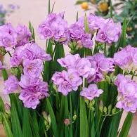 Freesia Double Purple