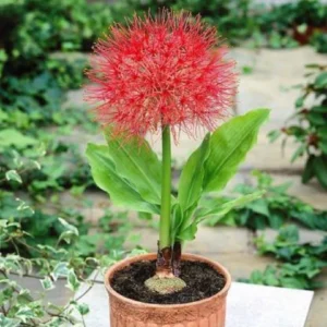 Football Lily (Scadoxus Multiflorus)