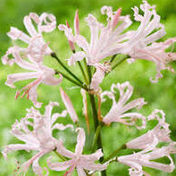 Nerine Vesta K