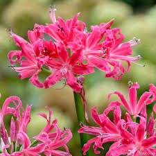 Nerine Undulata Petronella