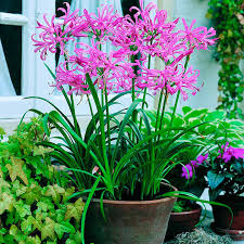 Nerine Bowdenii ( Pink Spider Lily)