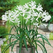 Nerine Alba