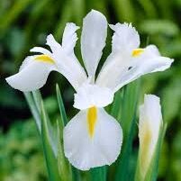 Iris White