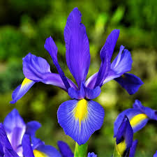 Iris Blue