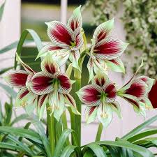 Papilio