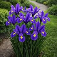 Iris Purple