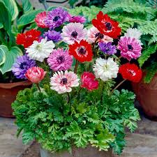 Anemone Double Mix