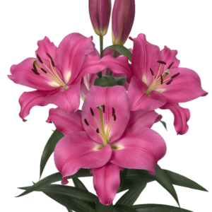 Purple OT Lily