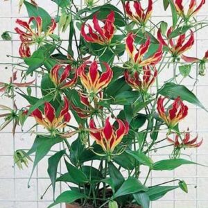 Gloriosa Rothschildiana