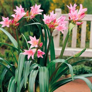 Amarcrinum Howardii